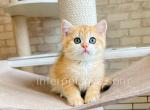 Leona - British Shorthair Cat For Sale - Brooklyn&comma; NY&comma; US