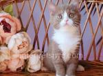 Bublik - British Shorthair Cat For Sale - Brooklyn&comma; NY&comma; US