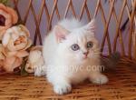 Rosita - British Shorthair Cat For Sale - Brooklyn&comma; NY&comma; US
