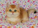 Fistashka - British Shorthair Cat For Sale - Brooklyn&comma; NY&comma; US