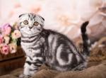 Daenerys - Scottish Fold Cat For Sale - Brooklyn&comma; NY&comma; US