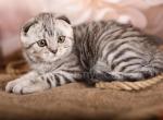 Elvis - Scottish Fold Cat For Sale - Brooklyn&comma; NY&comma; US