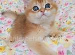 Finik - British Shorthair Cat For Sale - Brooklyn&comma; NY&comma; US