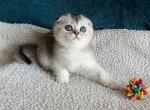 Snoopy - Scottish Fold Cat For Sale - Brooklyn&comma; NY&comma; US