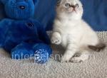 Poncho - Scottish Fold Cat For Sale - Brooklyn&comma; NY&comma; US
