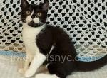 Pingiun - British Shorthair Cat For Sale - Brooklyn&comma; NY&comma; US