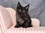 Loki - Maine Coon Cat For Sale - Omaha&comma; NE&comma; US