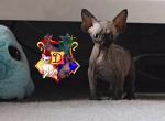 Capers - Devon Rex Cat For Sale - Spokane&comma; WA&comma; US