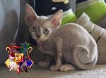 Jinx - Devon Rex Cat For Sale - Spokane&comma; WA&comma; US