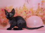 Garold - Devon Rex Cat For Sale - Norwalk&comma; CT&comma; US
