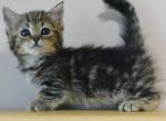 Viking - Munchkin Cat For Sale - Hollywood&comma; FL&comma; US