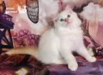 Clide Ragdoll Boy - Ragdoll Cat For Sale - VA&comma; US