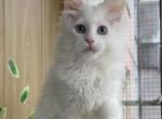 Marlena - Maine Coon Cat For Sale - Hollywood&comma; FL&comma; US