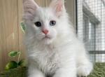 Martin - Maine Coon Cat For Sale - Miami&comma; FL&comma; US