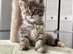Nala - Maine Coon Cat For Sale - Turlock&comma; CA&comma; US