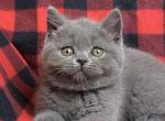 Zorro - Scottish Straight Cat For Sale - Hollywood&comma; FL&comma; US