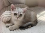 Ken - Scottish Straight Cat For Sale - New York&comma; NY&comma; US
