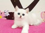 Polly - British Shorthair Cat For Sale - Miami&comma; FL&comma; US