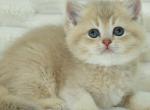 Casandra - British Shorthair Cat For Sale - Miami&comma; FL&comma; US