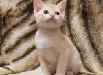 Jasmine - Burmese Cat For Sale - Pembroke Pines&comma; FL&comma; US