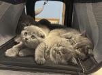 Scottish Fold - Scottish Fold Cat For Sale - Bartlett&comma; IL&comma; US