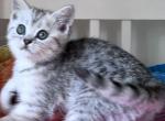 Silver Tabby boy Sebastian - British Shorthair Cat For Sale - NY&comma; US