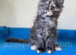 Tatiana - Maine Coon Cat For Sale - Brooklyn&comma; NY&comma; US