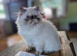 Tortie points Himalayan - Persian Cat For Sale - RI&comma; US