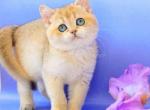 Elina ny 11 golden shaded british chinchilla girl - British Shorthair Cat For Sale - Houston&comma; TX&comma; US