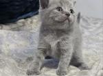 British Shorthair Blue Boy Cloudy - British Shorthair Cat For Sale - Lockport&comma; IL&comma; US