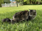 Eliza - Siberian Cat For Sale - Melbourne&comma; FL&comma; US