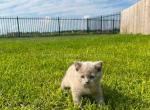 Lilac british baby boy plushy teddy bear April - British Shorthair Cat For Sale - Los Angeles&comma; CA&comma; US