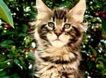 Maine Coon boy - Maine Coon Cat For Sale - Staten Island&comma; NY&comma; US