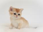 Honey - British Shorthair Cat For Sale - Philadelphia&comma; PA&comma; US