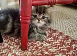 Pheonix - Persian Cat For Sale - Vincennes&comma; IN&comma; US