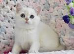 Lana&lowbar; - British Shorthair Cat For Sale - Hollywood&comma; FL&comma; US