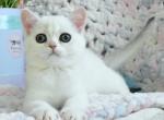 Leon - British Shorthair Cat For Sale - Hollywood&comma; FL&comma; US