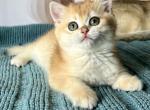 Bekky - British Shorthair Cat For Sale - Hollywood&comma; FL&comma; US