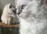 Female Ragdoll kitten Kats ravishing ragdolls - Ragdoll Cat For Sale - Lancaster&comma; PA&comma; US