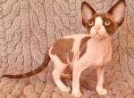 Watson - Devon Rex Cat For Sale - Norwalk&comma; CT&comma; US