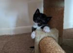 unnamed - Domestic Cat For Adoption - Catonsville&comma; MD&comma; US
