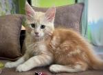 Jan - Maine Coon Cat For Sale - Miami&comma; FL&comma; US