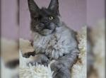 Bianca Polydactyl - Maine Coon Cat For Sale - Miami&comma; FL&comma; US