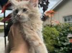 Honey - Maine Coon Cat For Sale - Hollywood&comma; FL&comma; US