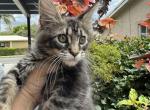 Milo - Maine Coon Cat For Sale - Hollywood&comma; FL&comma; US