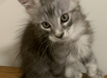 no name - Maine Coon Cat For Sale - Lanoka Harbor&comma; NJ&comma; US