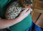 Purebred Bengal Kitten - Bengal Cat For Sale - 