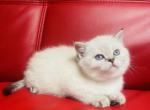 MONICA - British Shorthair Cat For Sale - Sunnyvale&comma; CA&comma; US