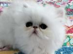 Female Chinchilla Silver Persian Fancy Feast Cat - Persian Cat For Sale - Fallbrook&comma; CA&comma; US