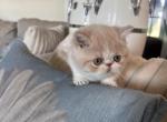 Beauty - Exotic Cat For Sale - TN&comma; US